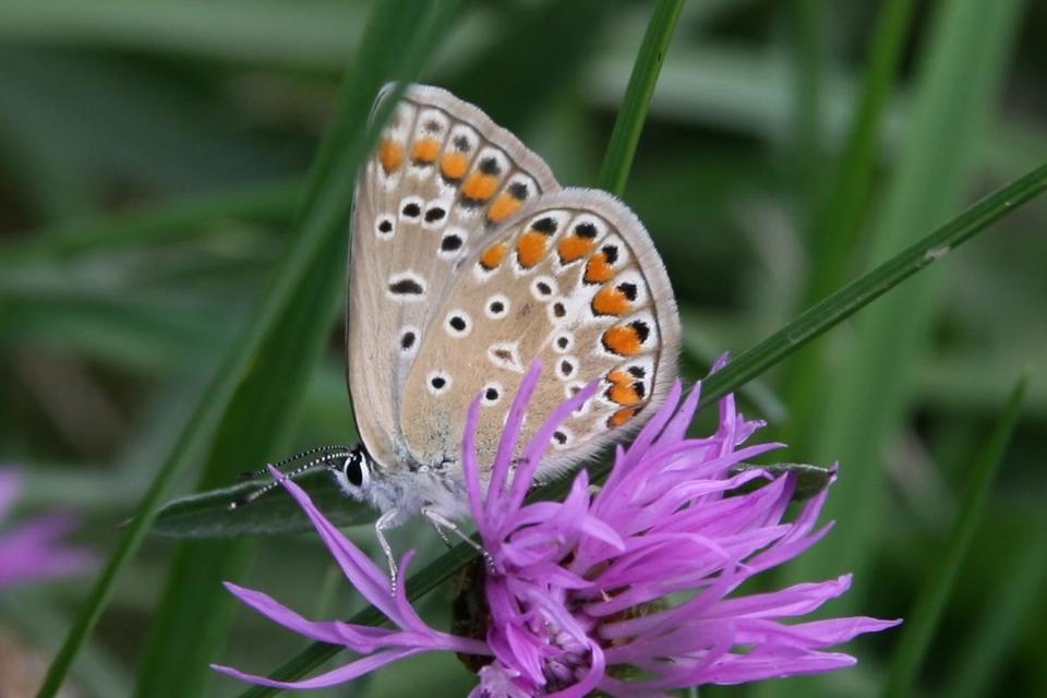 Polyommatus icarus - közönséges boglárka