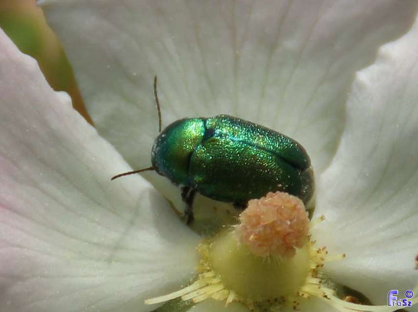 Cryptocephalus