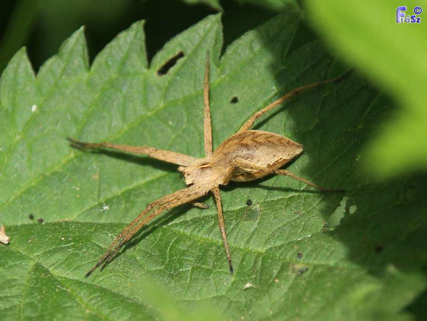 Pisaura mirabilis - csodáspók