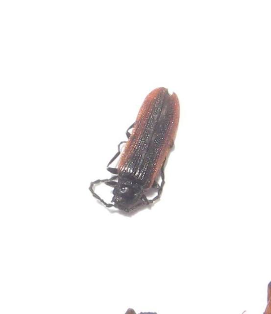 Omalisus fontisbellaquaei - közönséges álhajnalbogár