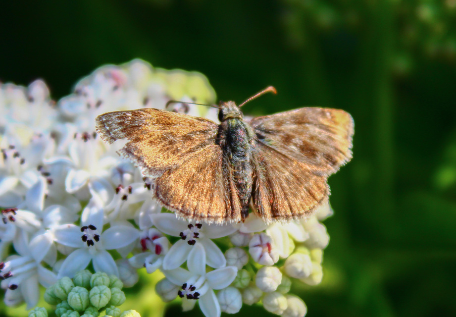 Erynnis tages - cigánylepke