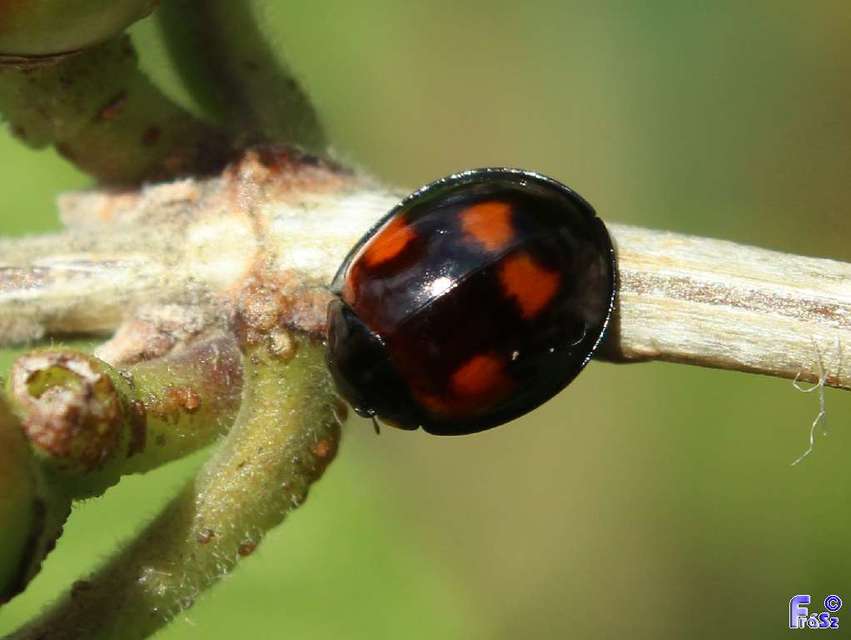 Exochomus quadripustulatus - négyfoltos szerecsenkata