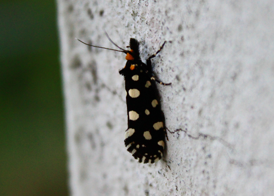 Euplocamus anthracinalis - fésűscsápú korhadékmoly
