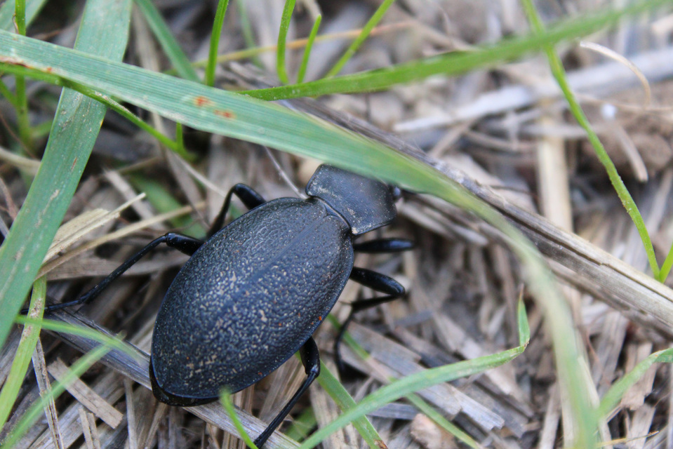 Carabus coriaceus - bőrfutrinka Carabus coriaceus - bőrfutrinka