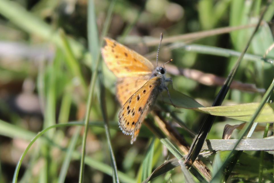 Lycaena thersamon - kis tűzlepke