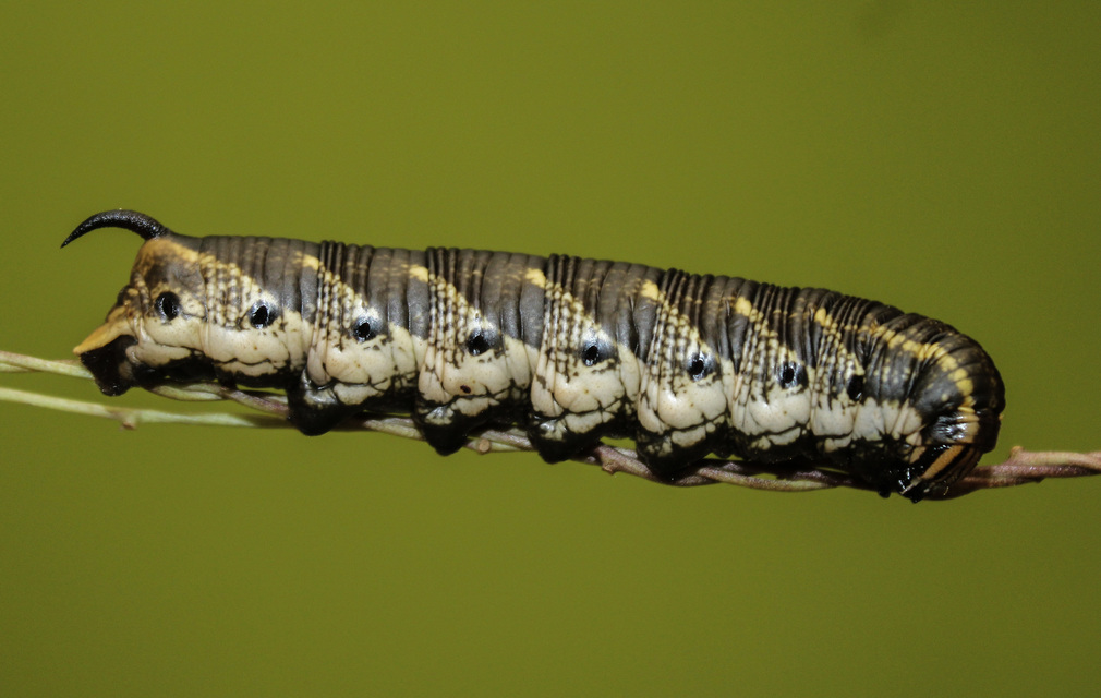 Agrius convolvuli - szulákszender