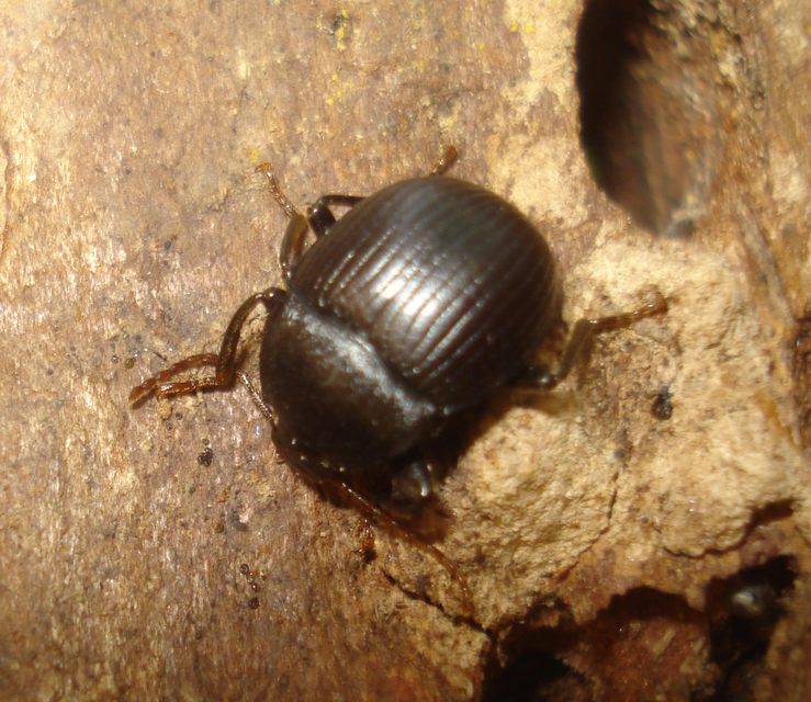 Accanthopus velikensis