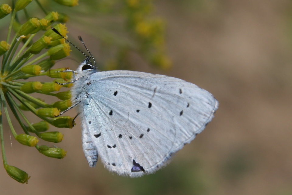 Celastrina argiolus - bengeboglárka
