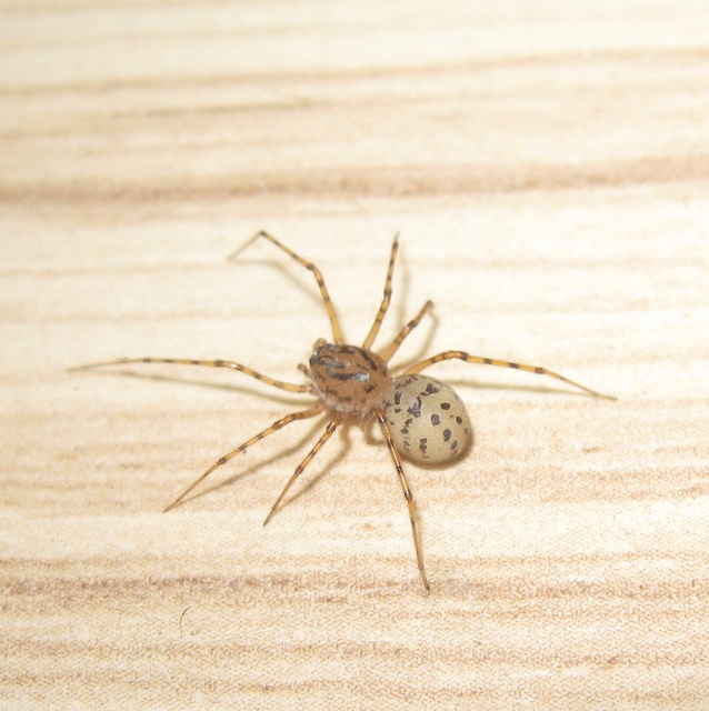 Scytodes thoracica - közönséges csupaszpók
