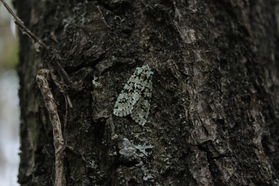 Griposia aprilina - őszi zöldbagoly