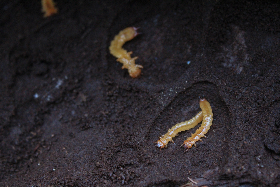 Pyrochroa coccinea - nagy bíborbogár