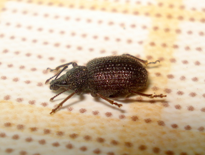 Otiorhynchus rugosostriatus - szamóca-gyalogormányos