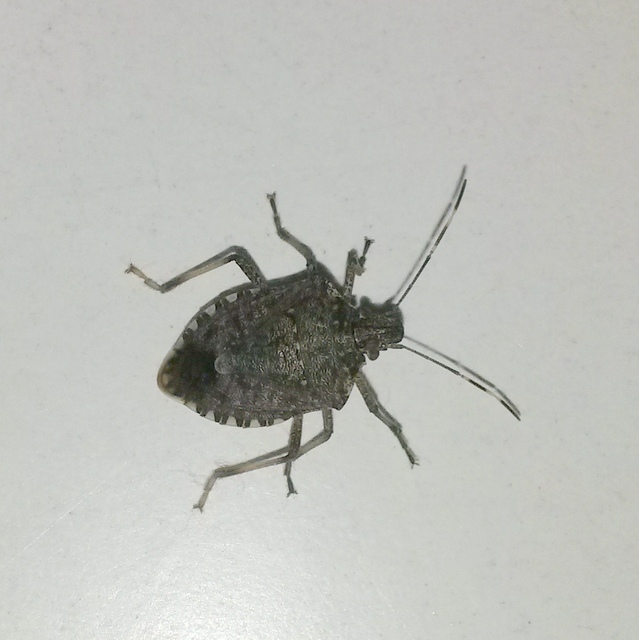 halyomorpha halys - Halyomorpha halys