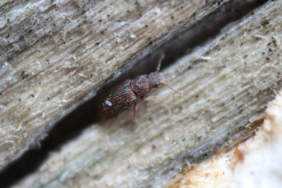 Berginus tamarisci - hengeres gombabogár