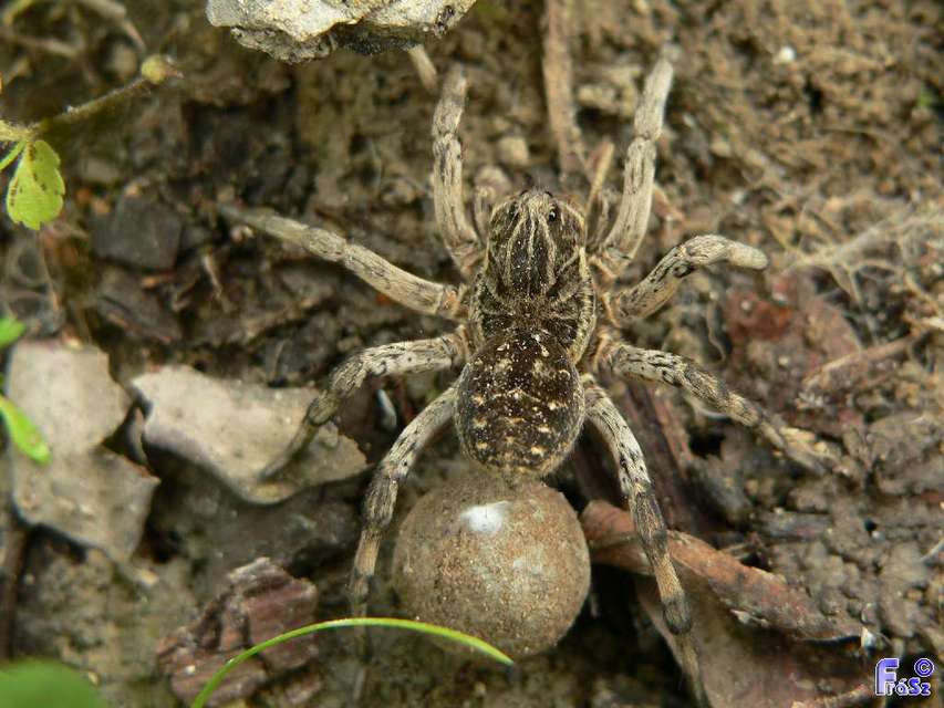 Geolycosa vultuosa - pokoli cselőpók