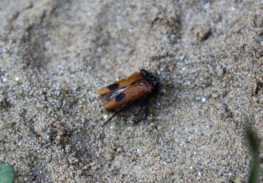 Apalus bimaculatus - kétfoltos élősdibogár