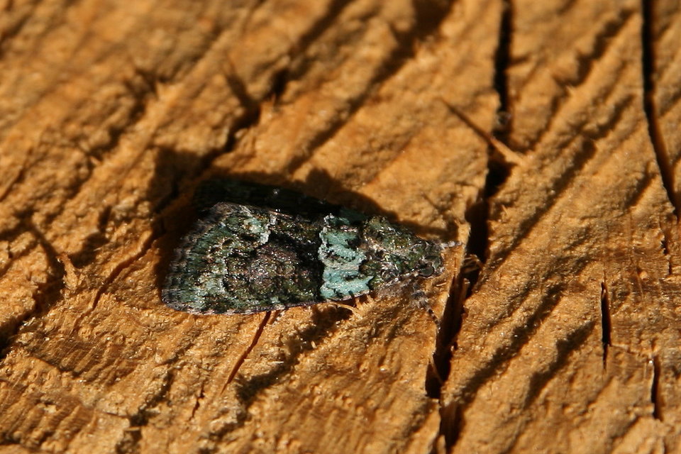 Cryphia algae - sárgászöld zuzmóbagoly