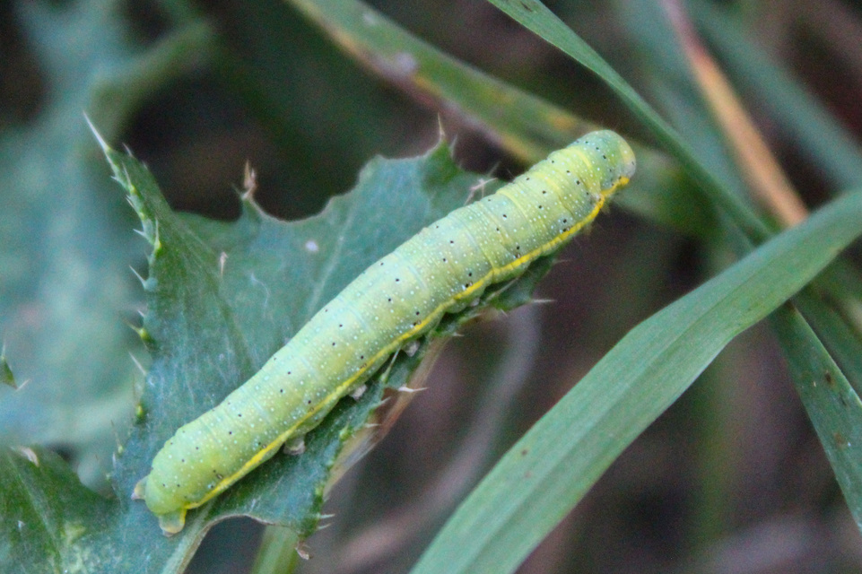 Lacanobia oleracea - saláta-kertibagoly