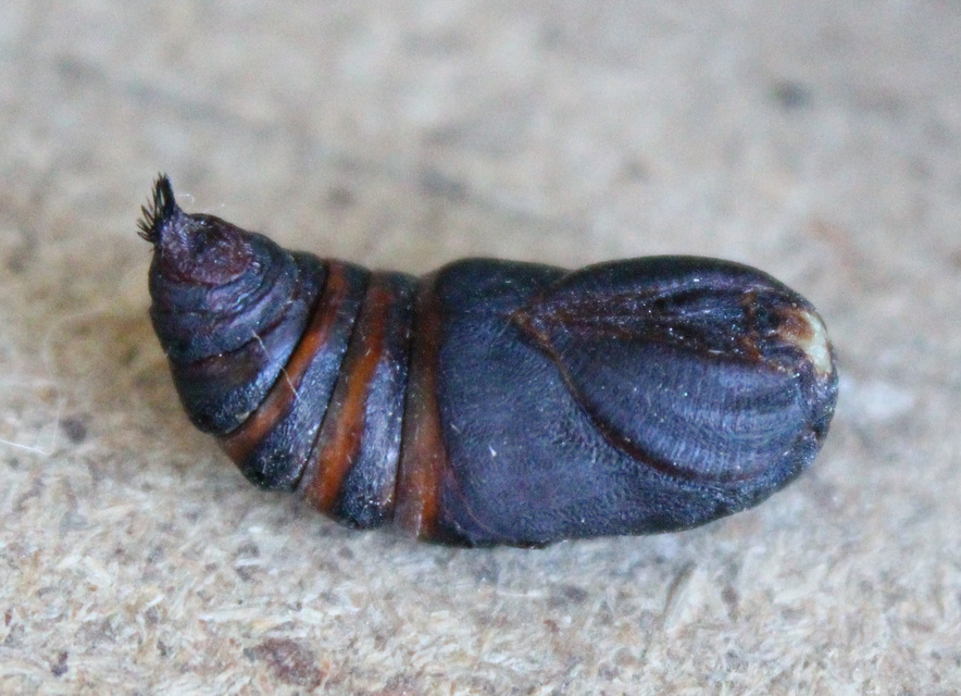 Saturnia pavoniella/pavonia