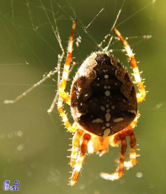 Araneus diadematus - koronás keresztespók