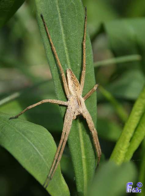 Pisaura mirabilis - csodáspók