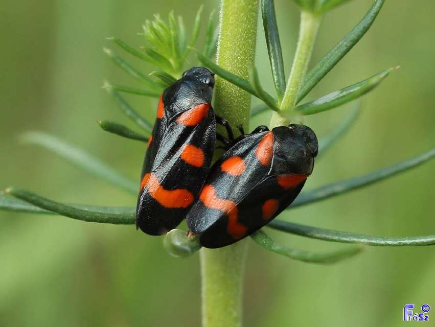 Cercopis arcuata/sanguinolenta Cercopis arcuata/sanguinolenta
