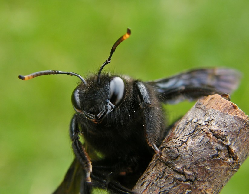 Xylocopa violacea - kék fadongó