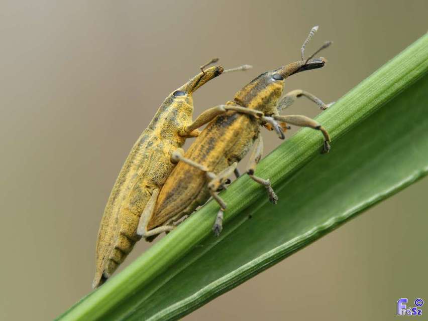 Lixus iridis - bürökfúró dudvabarkó