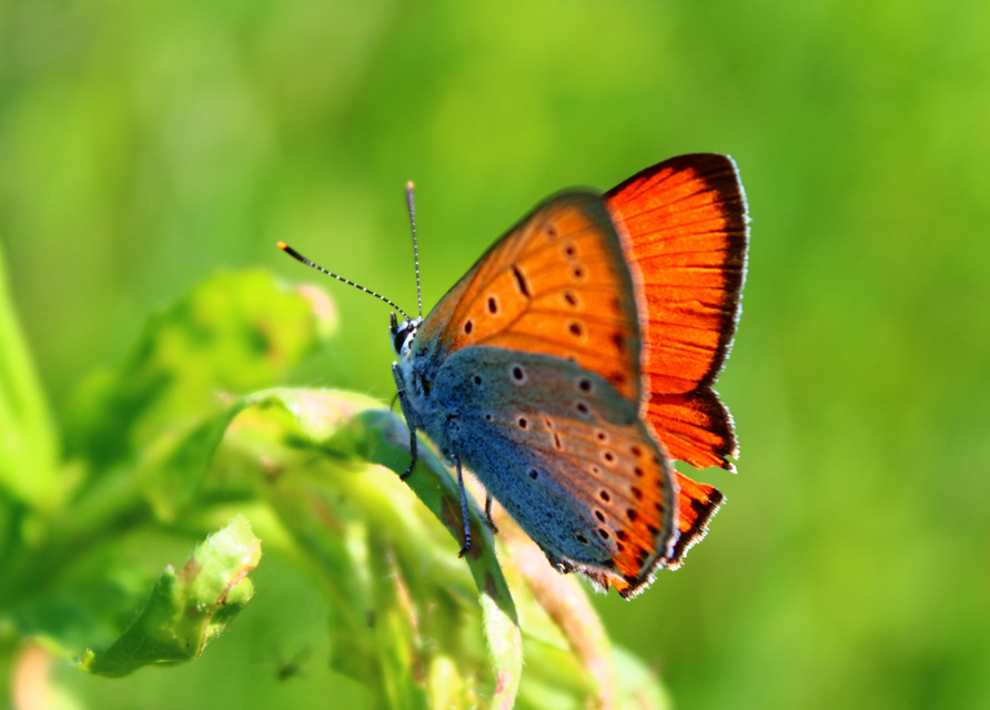 Lycaena dispar rutilus - nagy tűzlepke