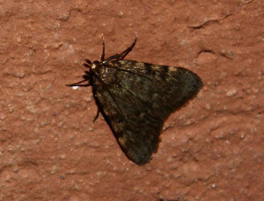 Aglossa pinguinalis - zsiradékmoly
