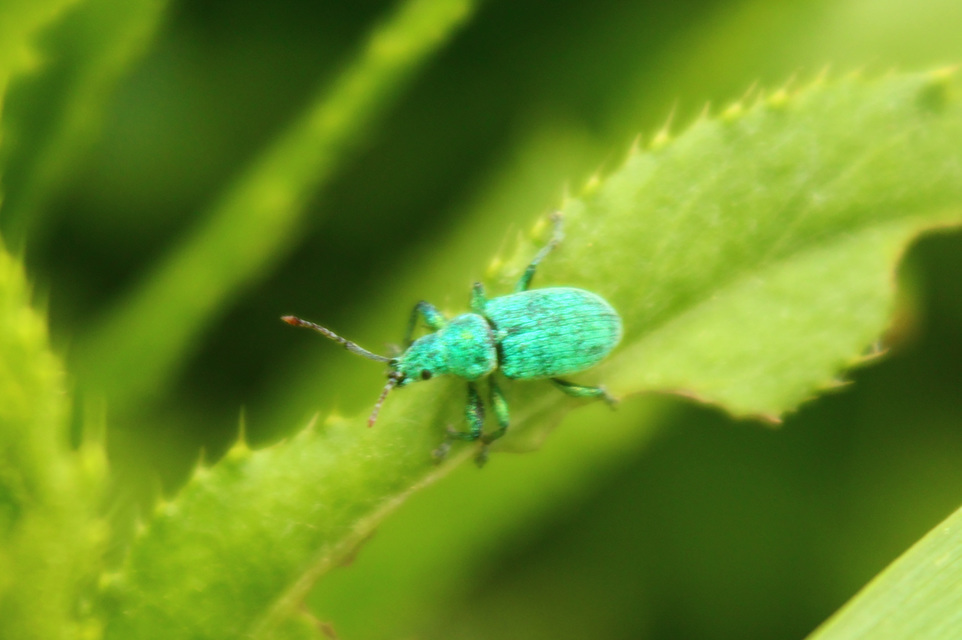 Phyllobius thalassinus - tömpeorrú levélormányos Phyllobius thalassinus - tömpeorrú levélormányos