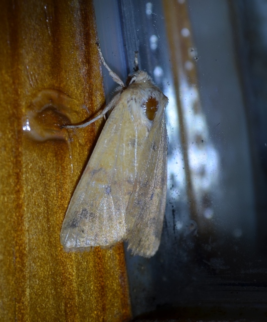 Cirrhia gilvago/ocellaris