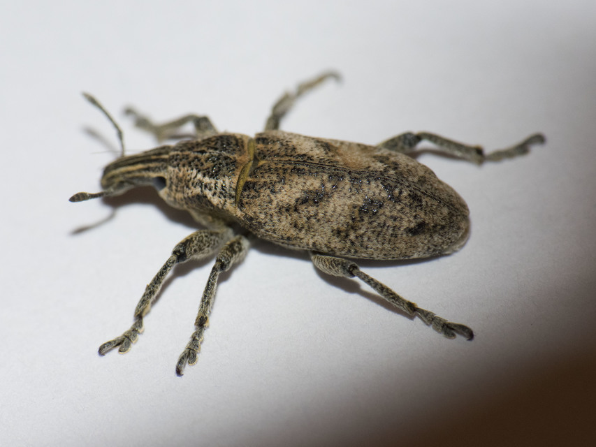 Cleonis pigra - közönséges bogáncsbarkó