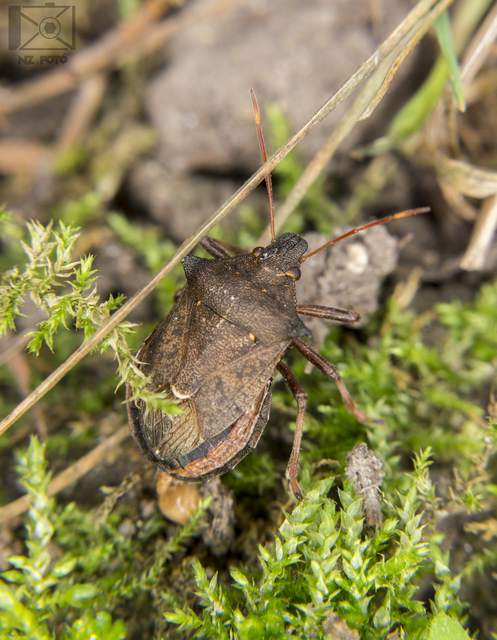 Picromerus bidens - tüskés címerespoloska Picromerus bidens - tüskés címerespoloska