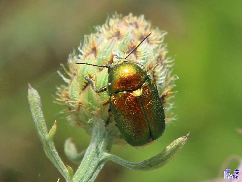 Cryptocephalus