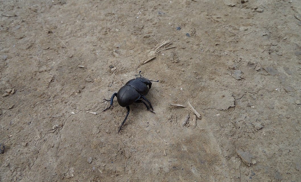 Lethrus apterus - nagyfejű csajkó