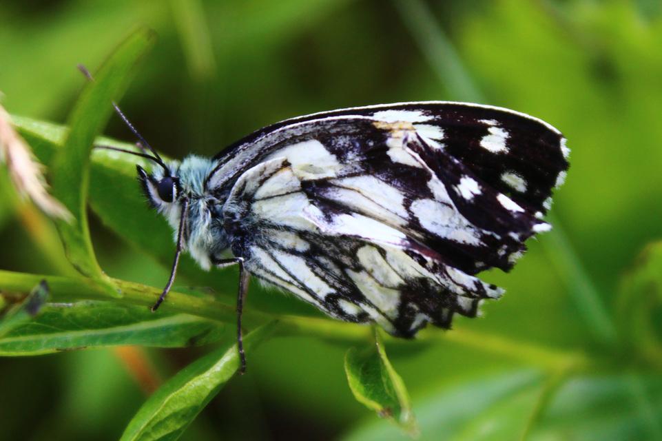 Melanargia galathea - sakktáblalepke