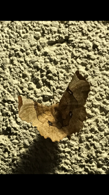 Selenia lunularia - egyfoltos holdasaraszoló