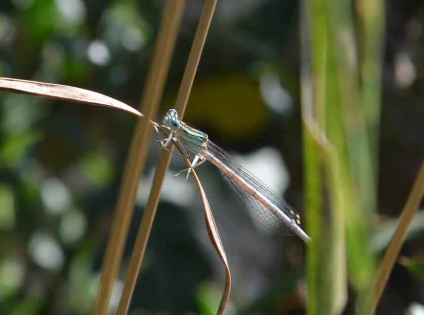 Platycnemis pennipes - széleslábú szitakötő