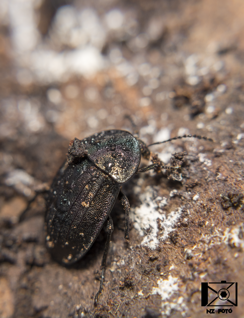 Phosphuga atrata - bordás csigarabló