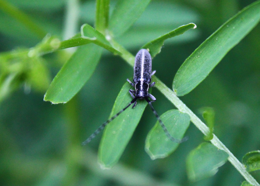 Agapanthia cardui - sávos bogáncscincér