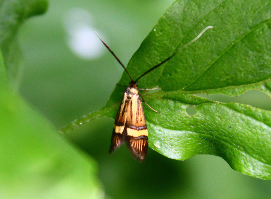 Nemophora degeerella - pompás tőrösmoly