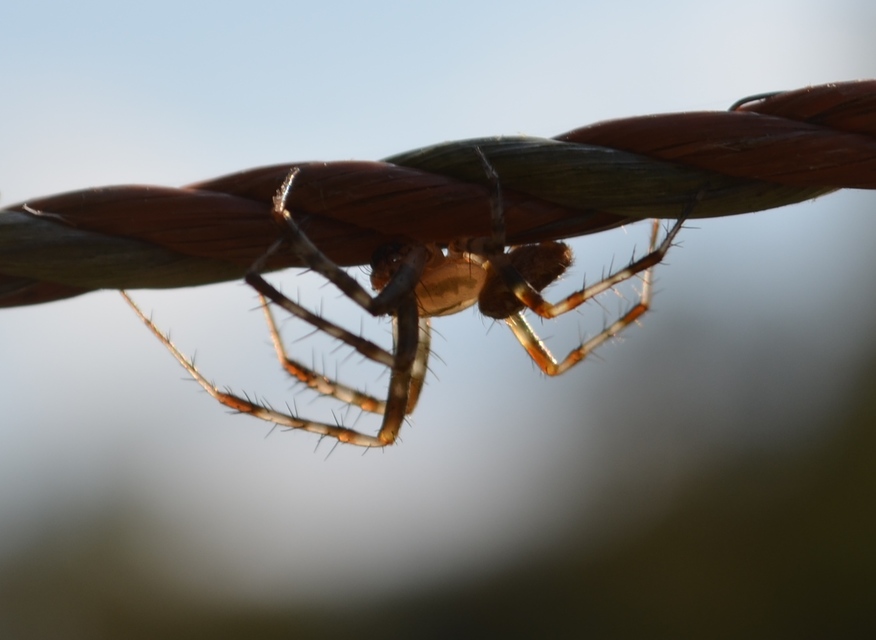 Araneus