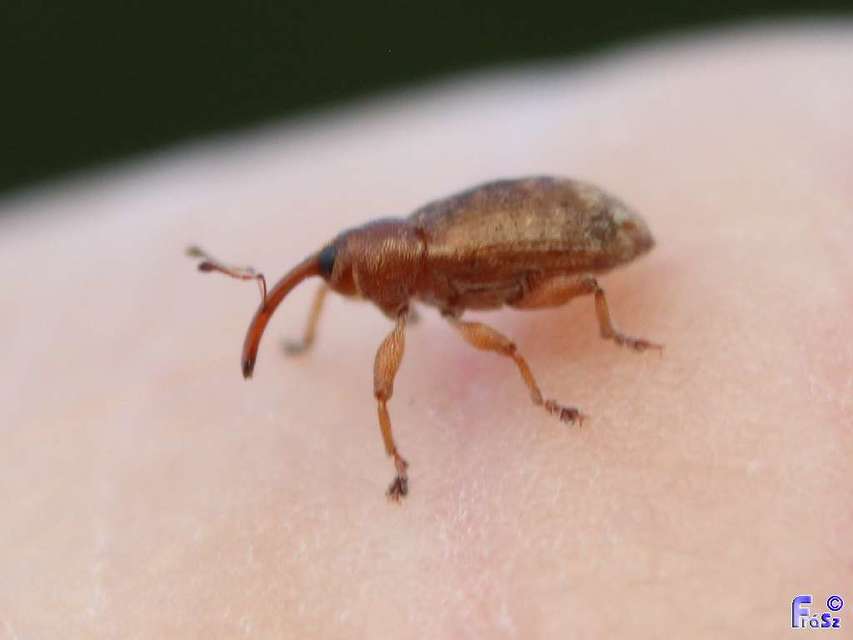 Dorytomus melanophthalmus - sárgaorrú hangormányos
