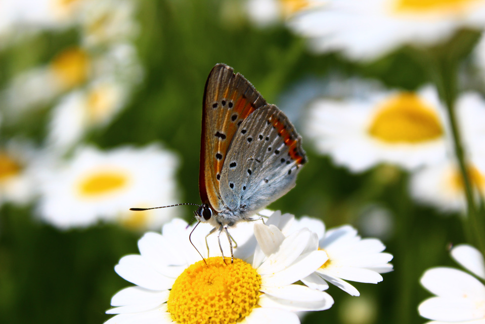 Lycaena dispar rutilus - nagy tűzlepke