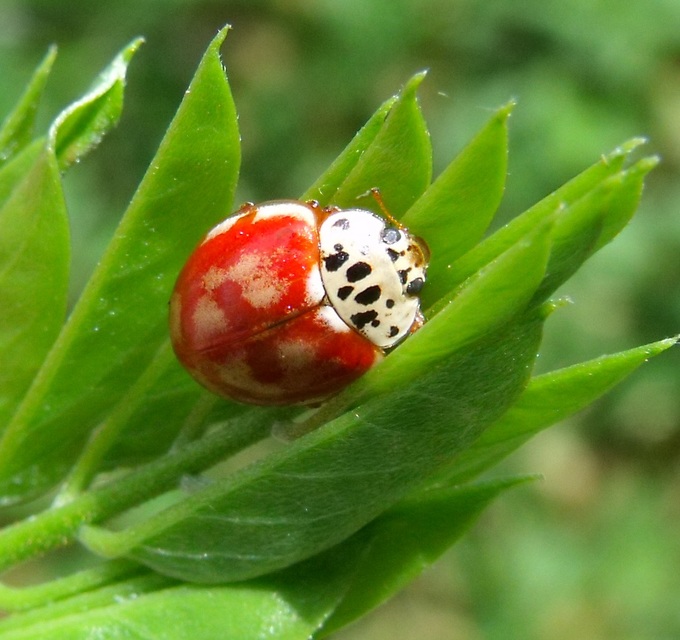 Harmonia quadripunctata - négypettyes katica