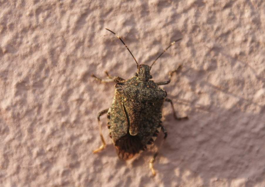 halyomorpha halys - Halyomorpha halys