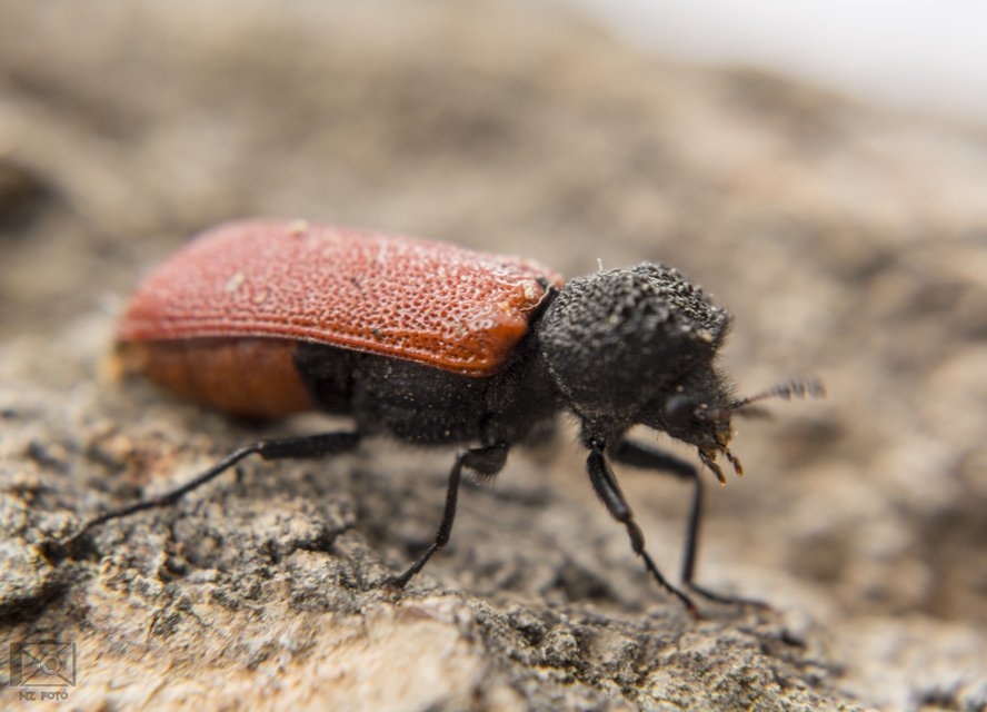 Bostrichus capucinus - piros csuklyásszú