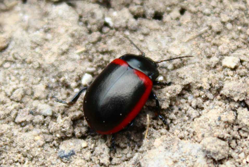 Chrysolina limbata - keretes levélbogár