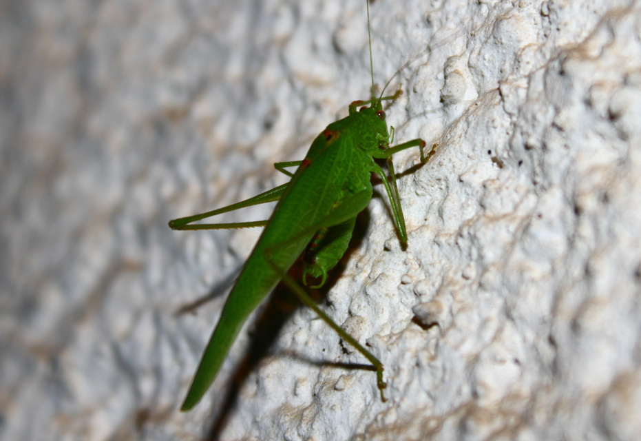 Phaneroptera nana - pontozott repülőszöcske